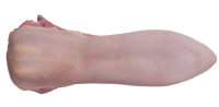 imagem de Língua